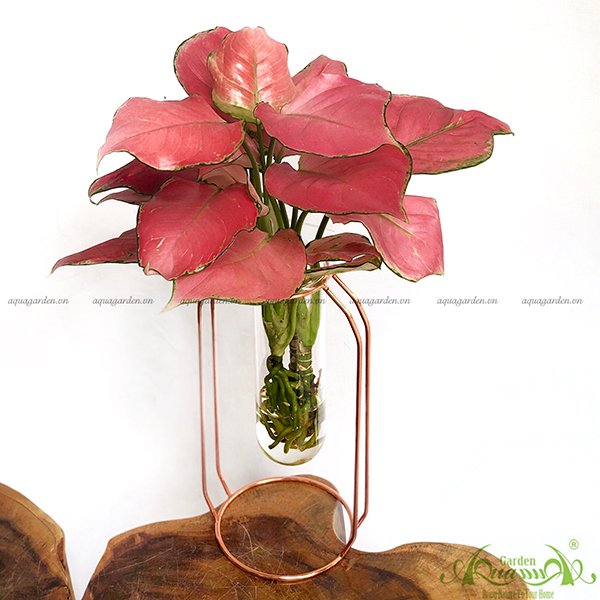 Hồng Phát Lộc 07 - Cây Thủy Canh 2