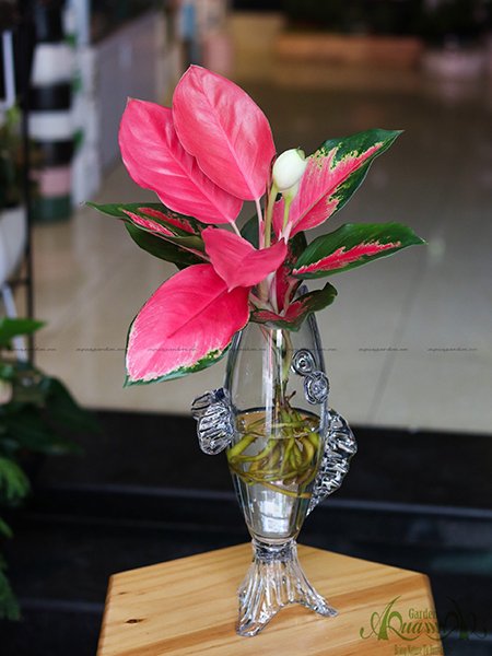 Hồng Phát Lộc 03 - Cây Thủy Canh 2