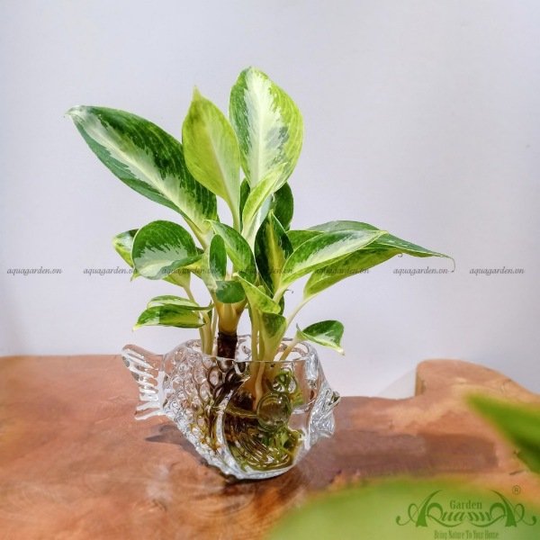 Giữ Tiền 08 - Cây Thủy Canh 2