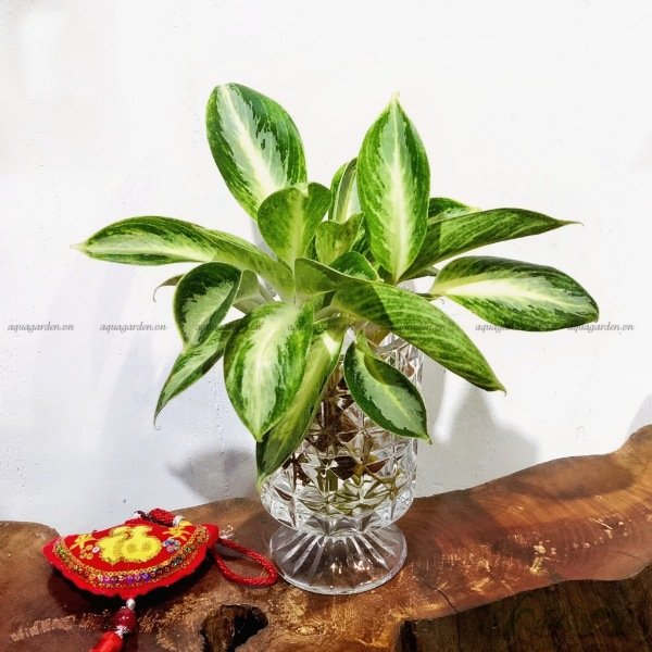 Giữ Tiền 07 - Cây Thủy Canh
