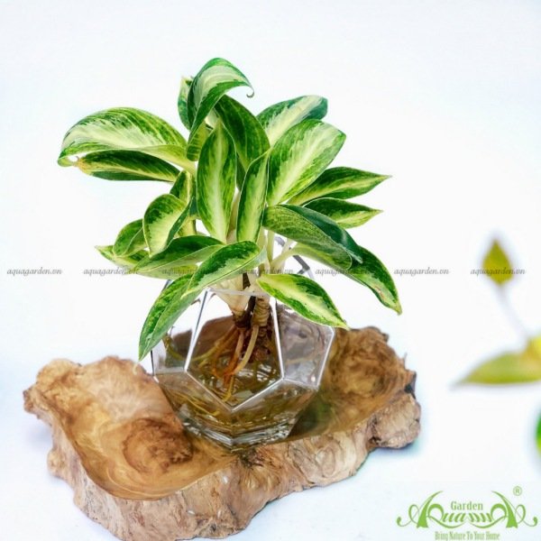 Giữ Tiền 06 - Cây Thủy Canh 2