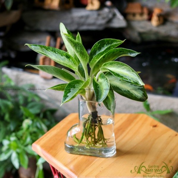 Giữ Tiền 02 - Cây Thủy Canh 2