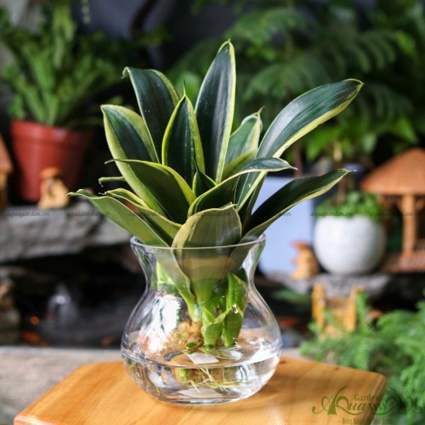Lưỡi Hổ 03 - Cây Thủy Canh 3