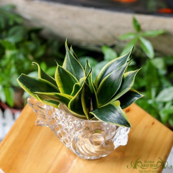 Lưỡi Hổ 02 - Cây Thủy Canh 2