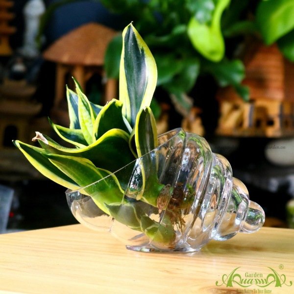 Lưỡi Hổ 01 - Cây Thủy Canh 2
