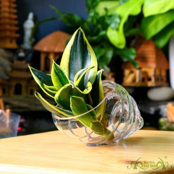 Lưỡi Hổ 01 - Cây Thủy Canh 3