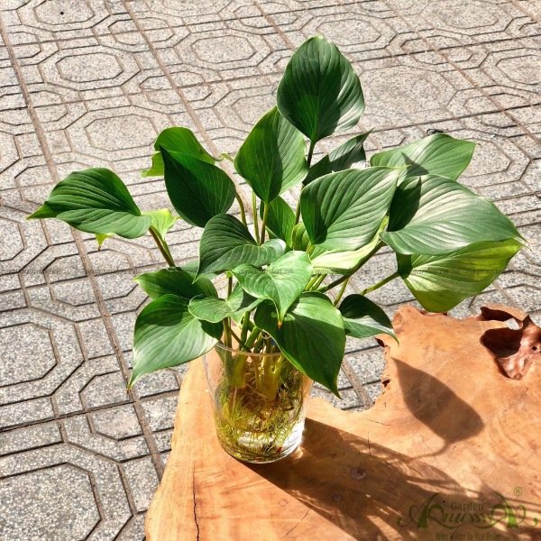 Thanh Tâm 04 - Cây Thủy Canh 2