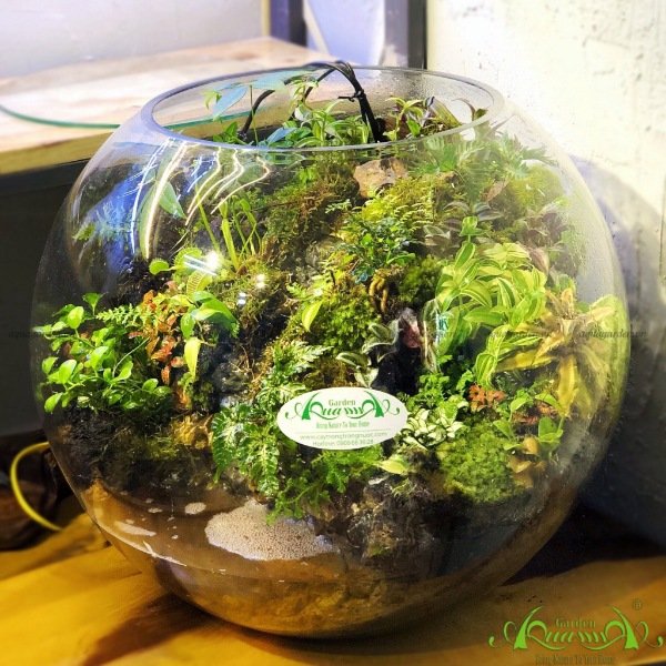 Terrarium 150 - Nơi Rừng Nhiệt Đới 2