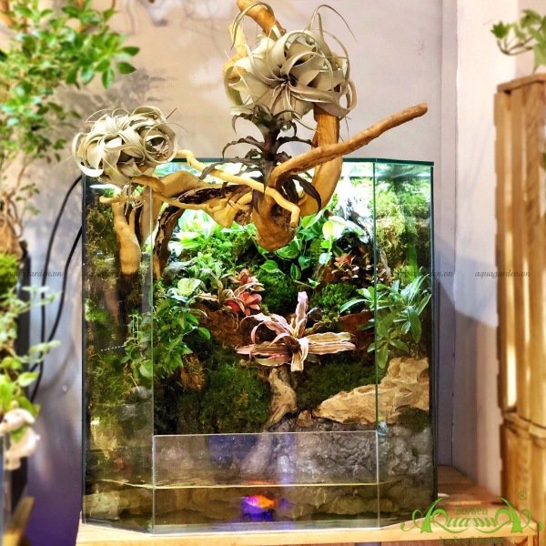 Terrarium 149 - Thiên Đường Nhiệt Đới