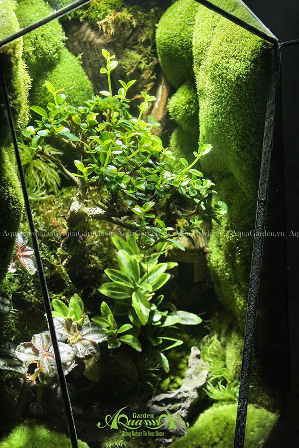 Terrarium 144 - Đi Theo Ánh Mặt Trời 2