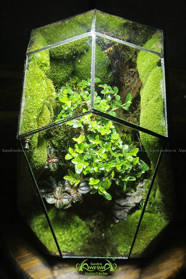 Terrarium 144 - Đi Theo Ánh Mặt Trời 3