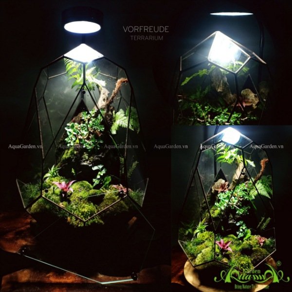 Terrarium 132 - Vorfreude 2