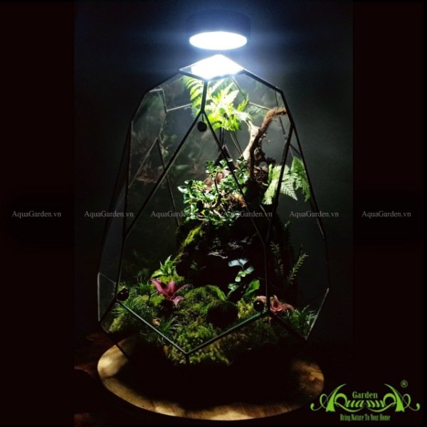 Terrarium 132 - Vorfreude 3