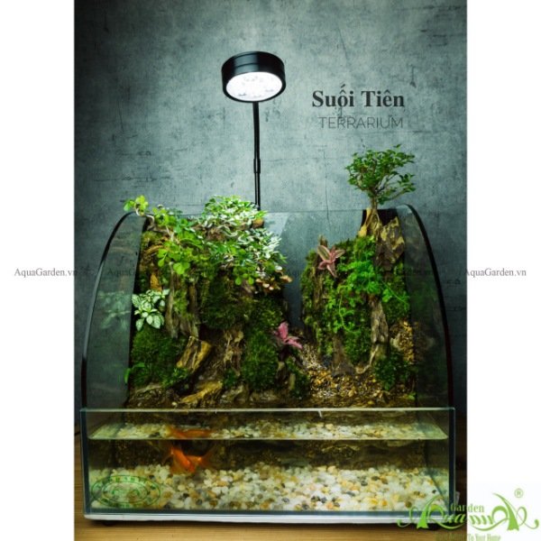 Terrarium 136 - Suối Tiên 2