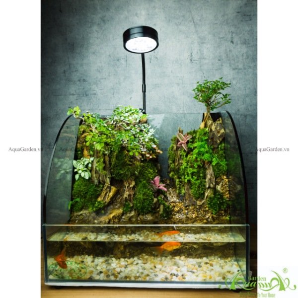 Terrarium 136 - Suối Tiên 3