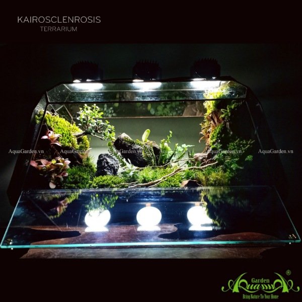 Terrarium 131 - Kairosclenrosis 2