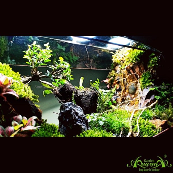 Terrarium 131 - Kairosclenrosis 3