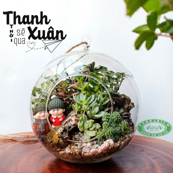 Terrarium 60 - Thời Thanh Xuân Sẽ Qua