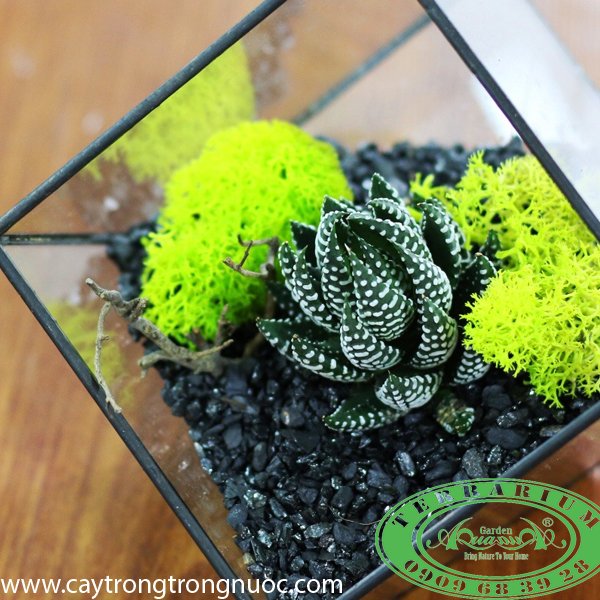 Terrarium 50 - Vươn Mình 2