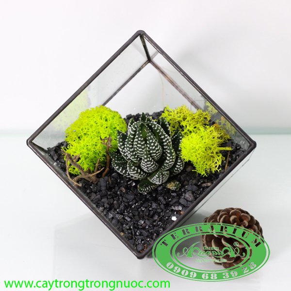 Terrarium 50 - Vươn Mình 3