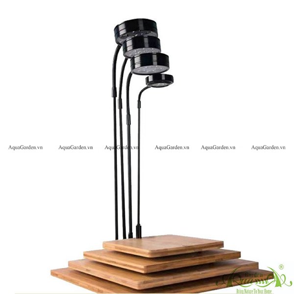Đèn Đế Gỗ - PK Terrarium