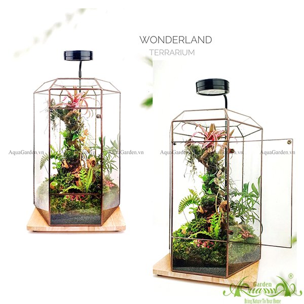 Terrarium 109 - Wonderland 2