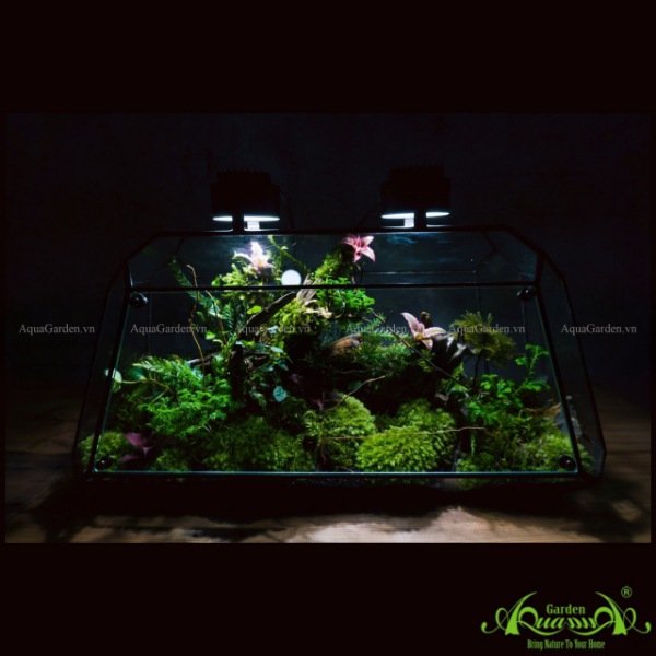 Terrarium 111 - Twins Moon Forest 3