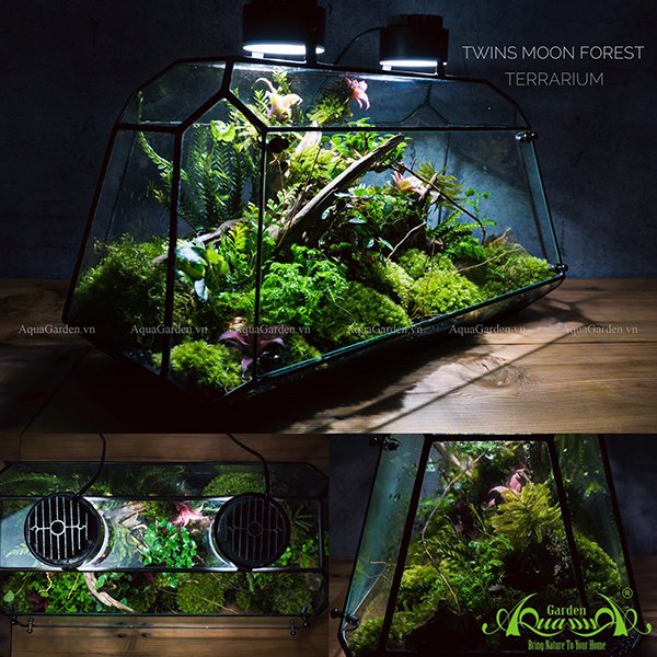 Terrarium 111 - Twins Moon Forest 2