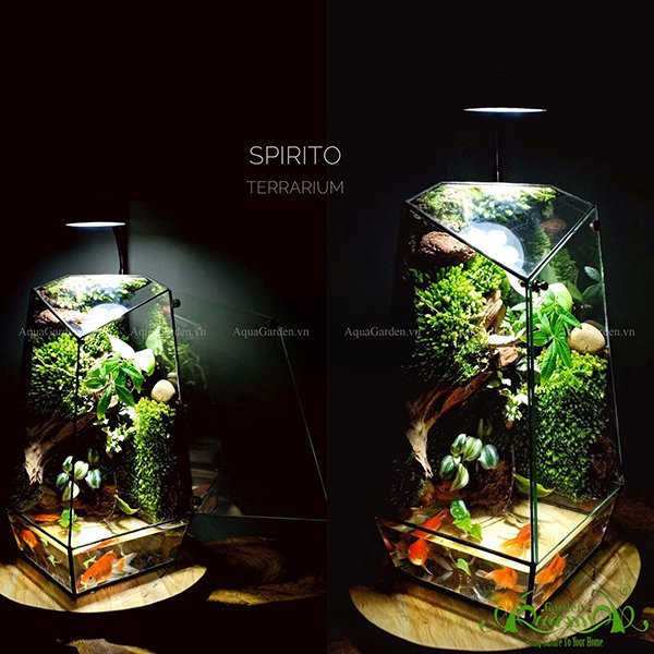 Terrarium 113 - Spirito 2