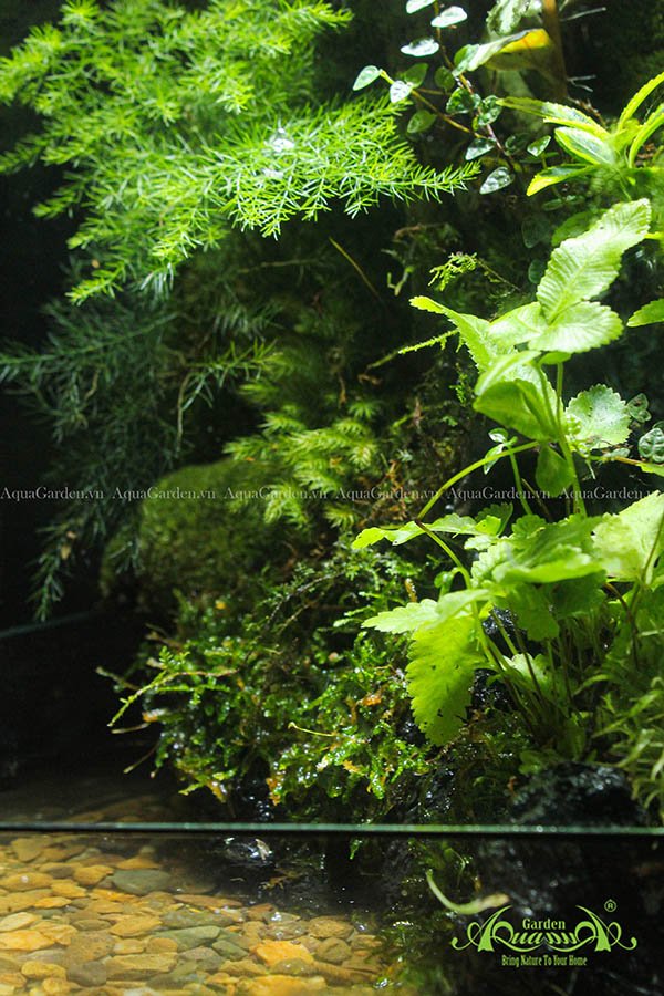 Terrarium 106 - Serendipity 2