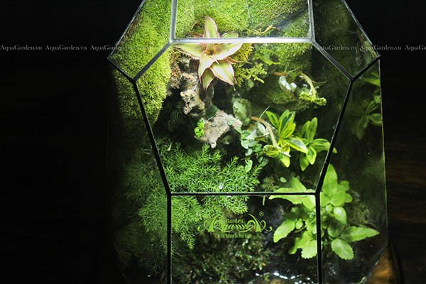 Terrarium 106 - Serendipity 3