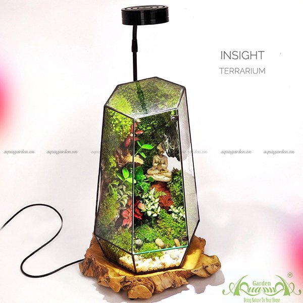 Terrarium 97 - Insight 2