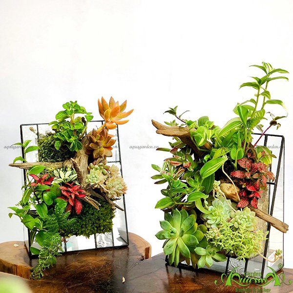 Terrarium 20 - Bức Tranh Nắng Hạ 2