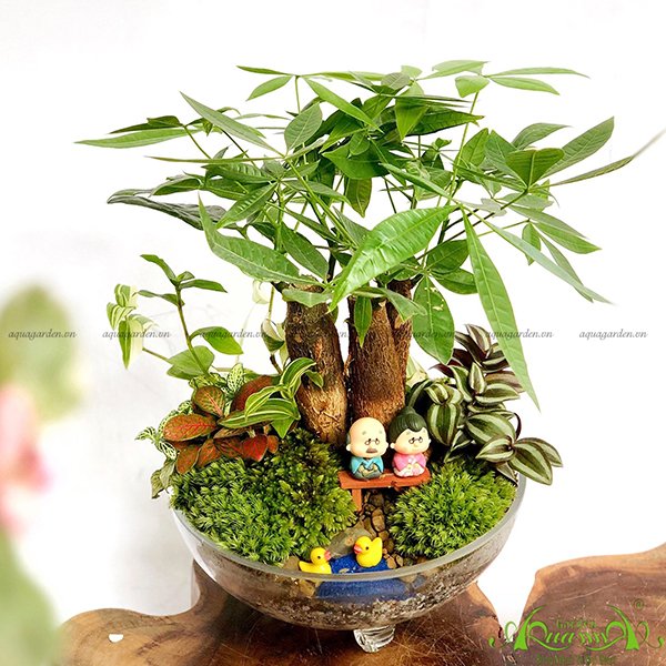 Terrarium 52 - Tình Yêu Kim Cương
