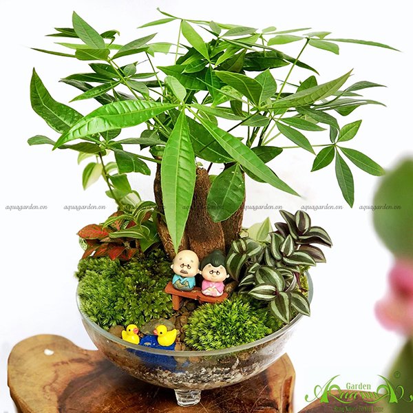 Terrarium 52 - Tình Yêu Kim Cương 2