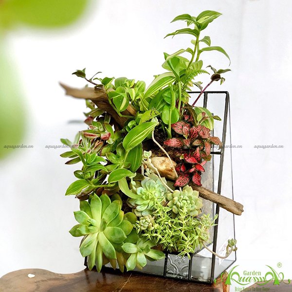 Terrarium 51 - Vườn Bách Thảo