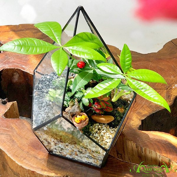 Terrarium 46 - Rạng Đông 2