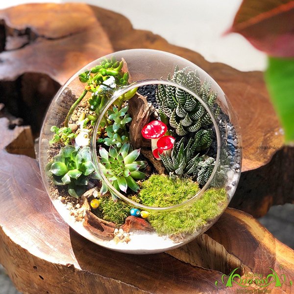 Terrarium 38 - Khu Rừng Kì Diệu 3