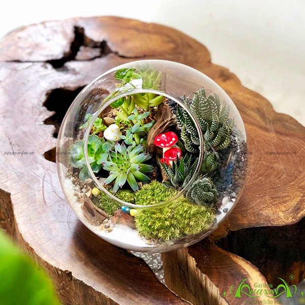 Terrarium 38 - Khu Rừng Kì Diệu 2