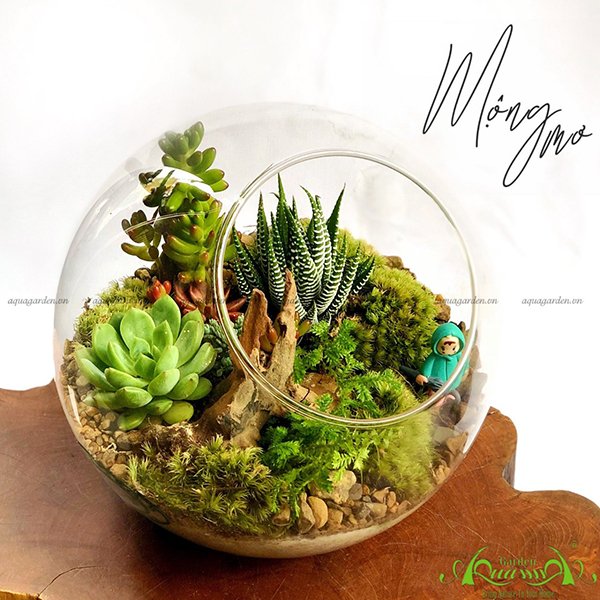 Terrarium 30 - Mộng Mơ 2