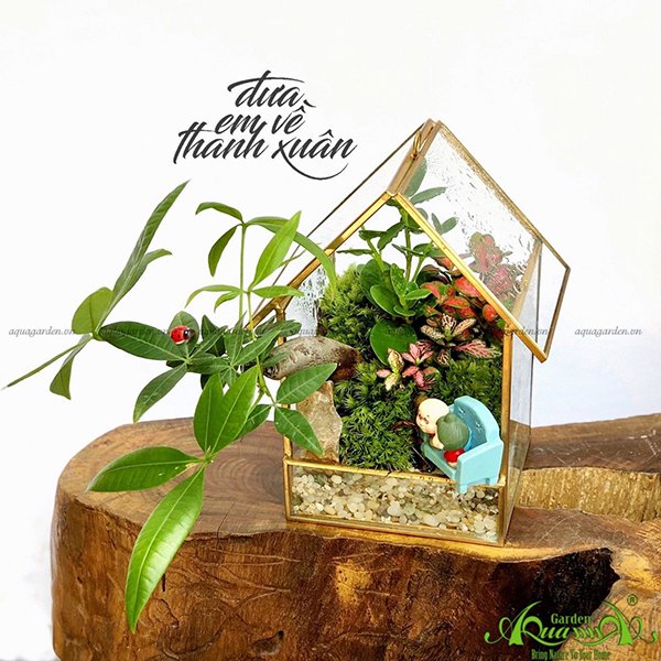 Terrarium 27 - Đưa Em Về Thanh Xuân