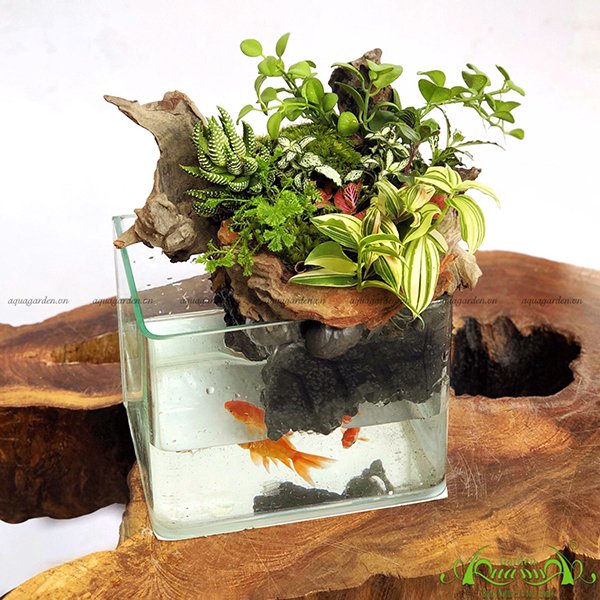 Terrarium 23 - Hòn Non Bộ Mini 2