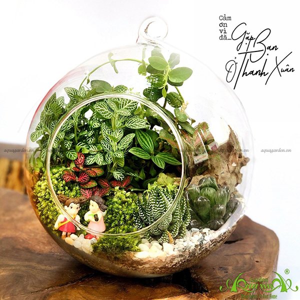 Terrarium 11 - Gặp Bạn Ở Thanh Xuân 2