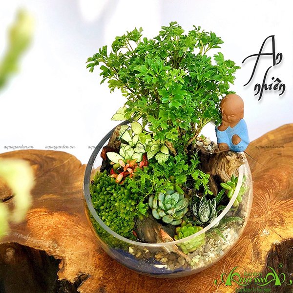 Terrarium 05 - An Nhiên