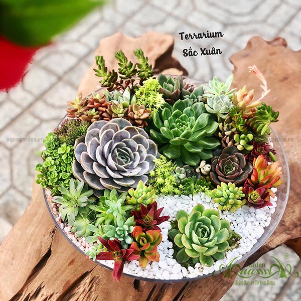 Terrarium 55 -  Sắc Xuân