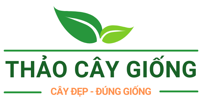 Thảo Cây Giống