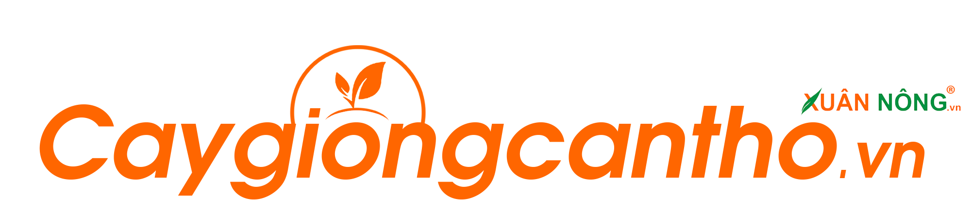 CÂY GIỐNG CẦN THƠ