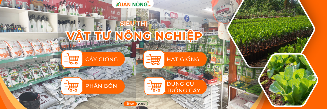 Ảnh bìa CÂY GIỐNG CẦN THƠ