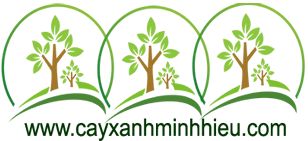 Cây Xanh Minh Hiếu