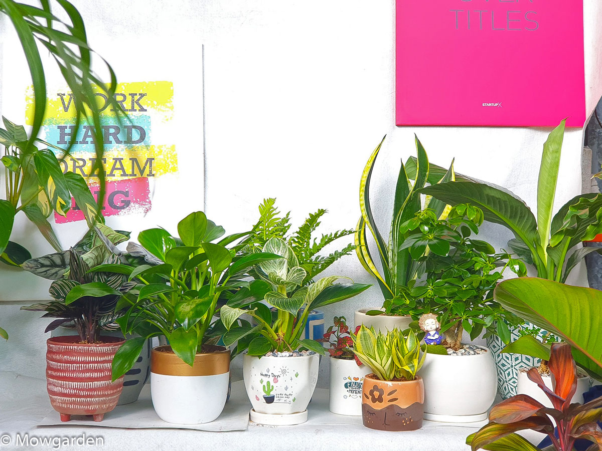 Ảnh bìa MOW Garden - Cây Cảnh & Kiểng Lá